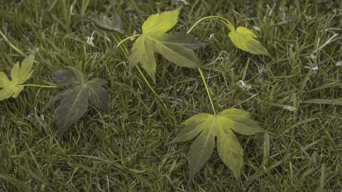 Deuteranope vision of fall leaves